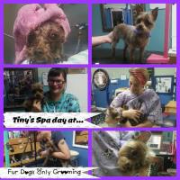 Fur Dogs Only Grooming image 11